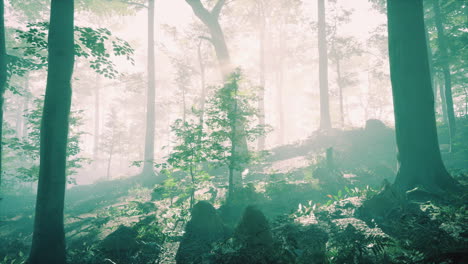 Sonniger,-Silhouettierter-Wald-Mit-Sonnenstrahlen-Durch-Nebel